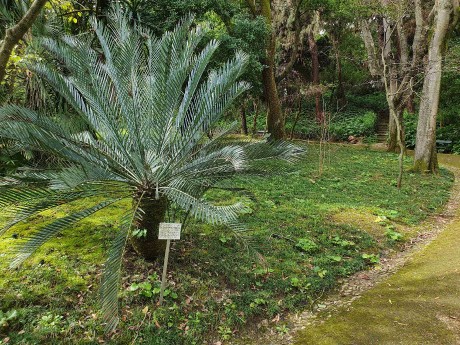 Lisabon_botanická zahrada_2024_03_14_encephalartos lehmannii_result
