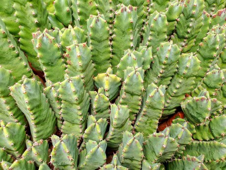 Lisabon_botanická zahrada_2024_03_14_Euphorbia resinifera_result