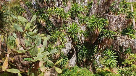 Lisabon_botanická zahrada_2024_03_14_Yucca gigantea_result