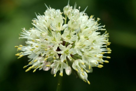 Allium victoriale.jpg
