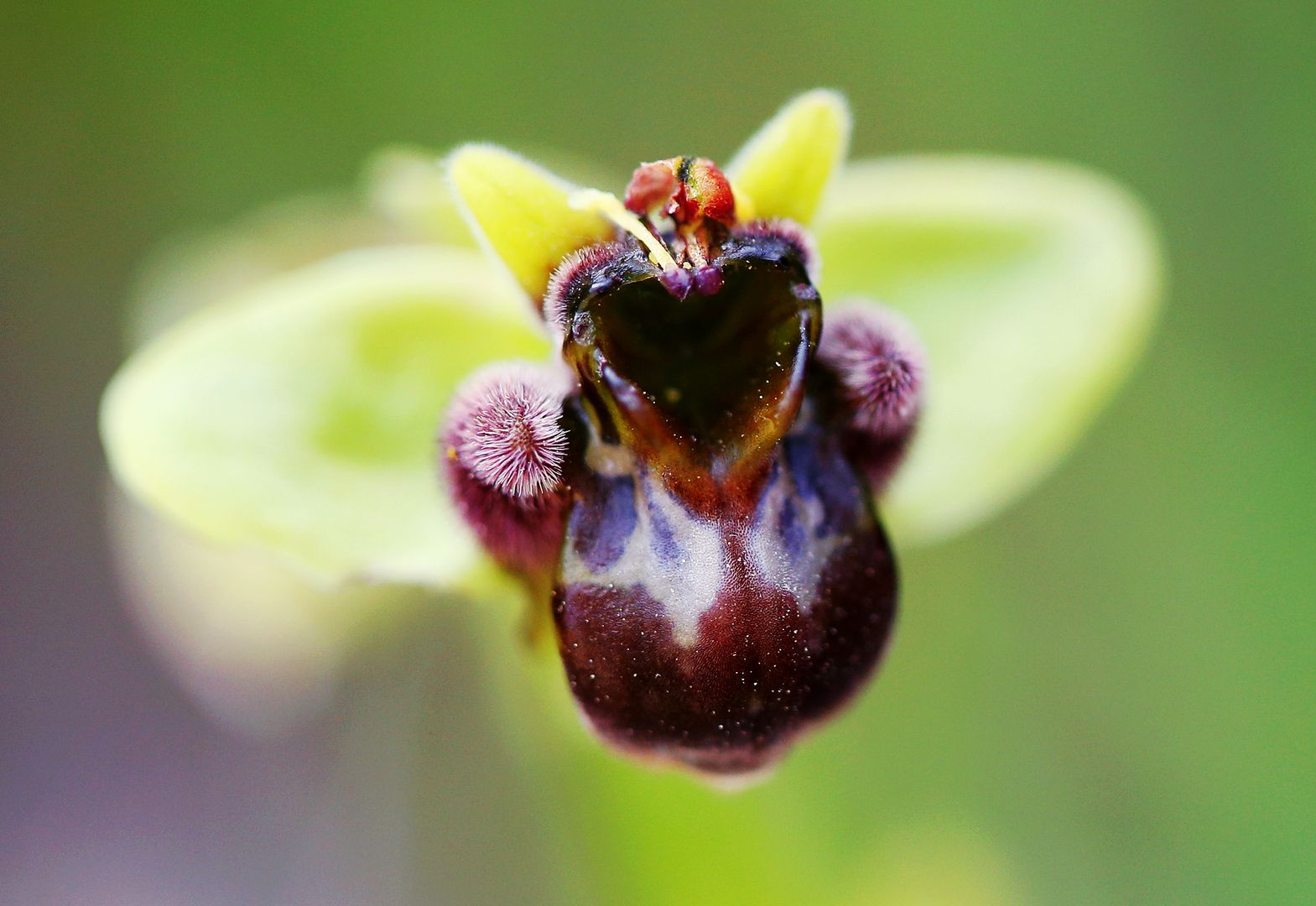 Tořič Ophrys bombyliflora (2)
