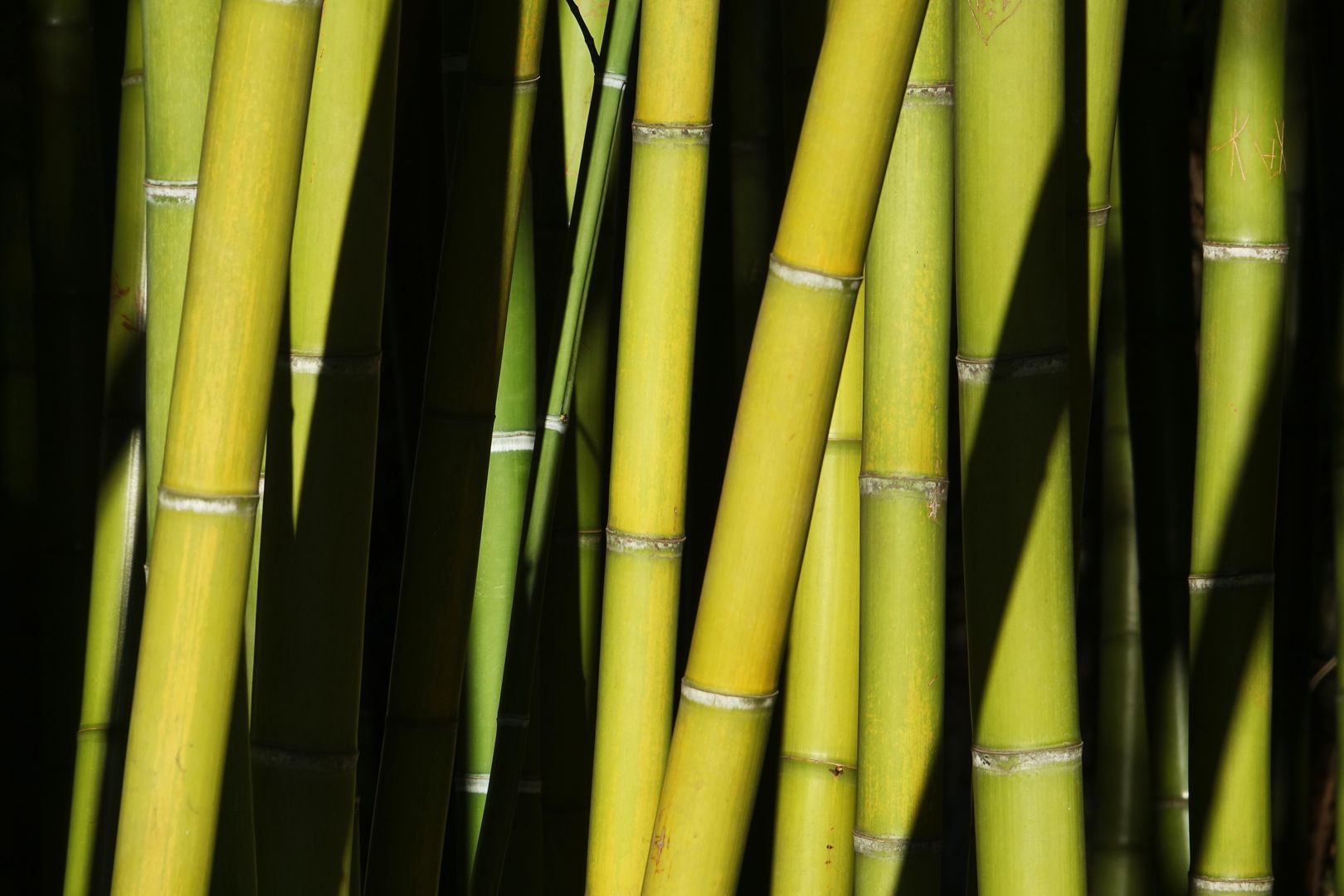 Bambusa sp.