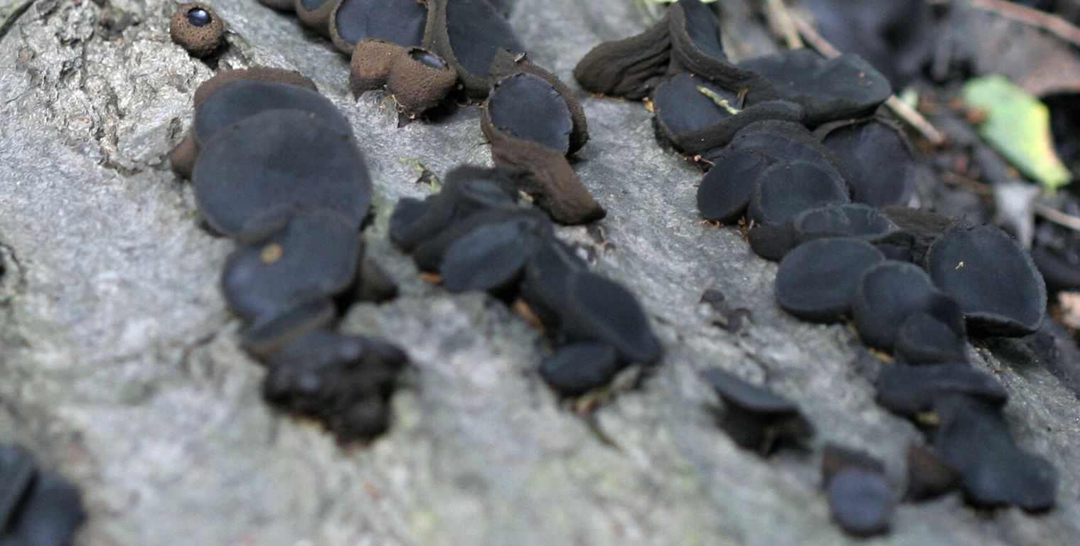 dřevokazné houby.jpg