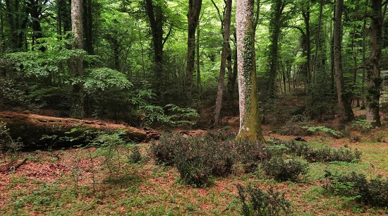 Rezervace Foresta Umbra - NP Gargano - Itálie