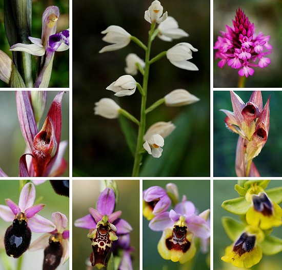 Garganské orchideje