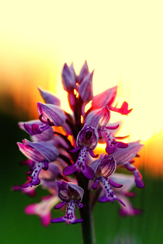 Bělokarpatské orchideje