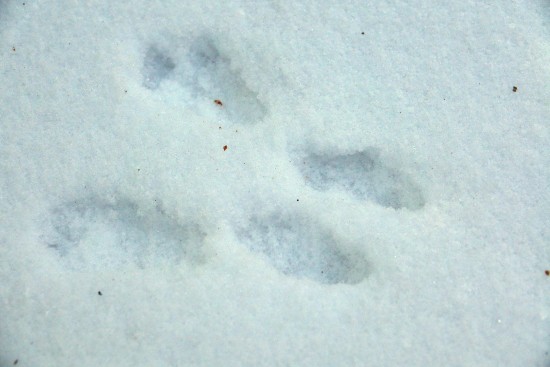 Veverka obecná - nepříliš zřetelné stopy ve zledovatělém sněhu