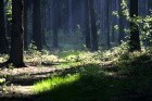 České lesnictví a svět